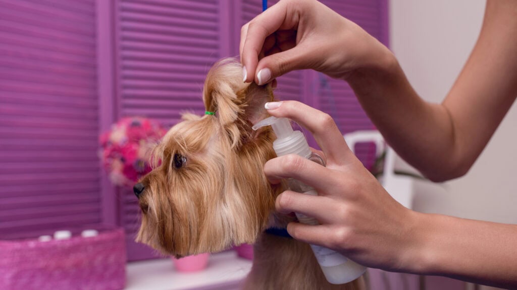 Pet Grooming