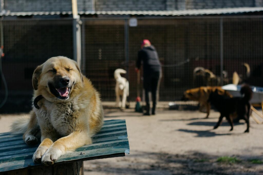 Animal shelter and kennel workers